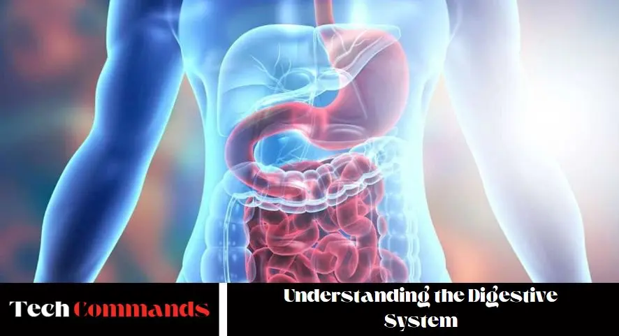 Understanding the Digestive System